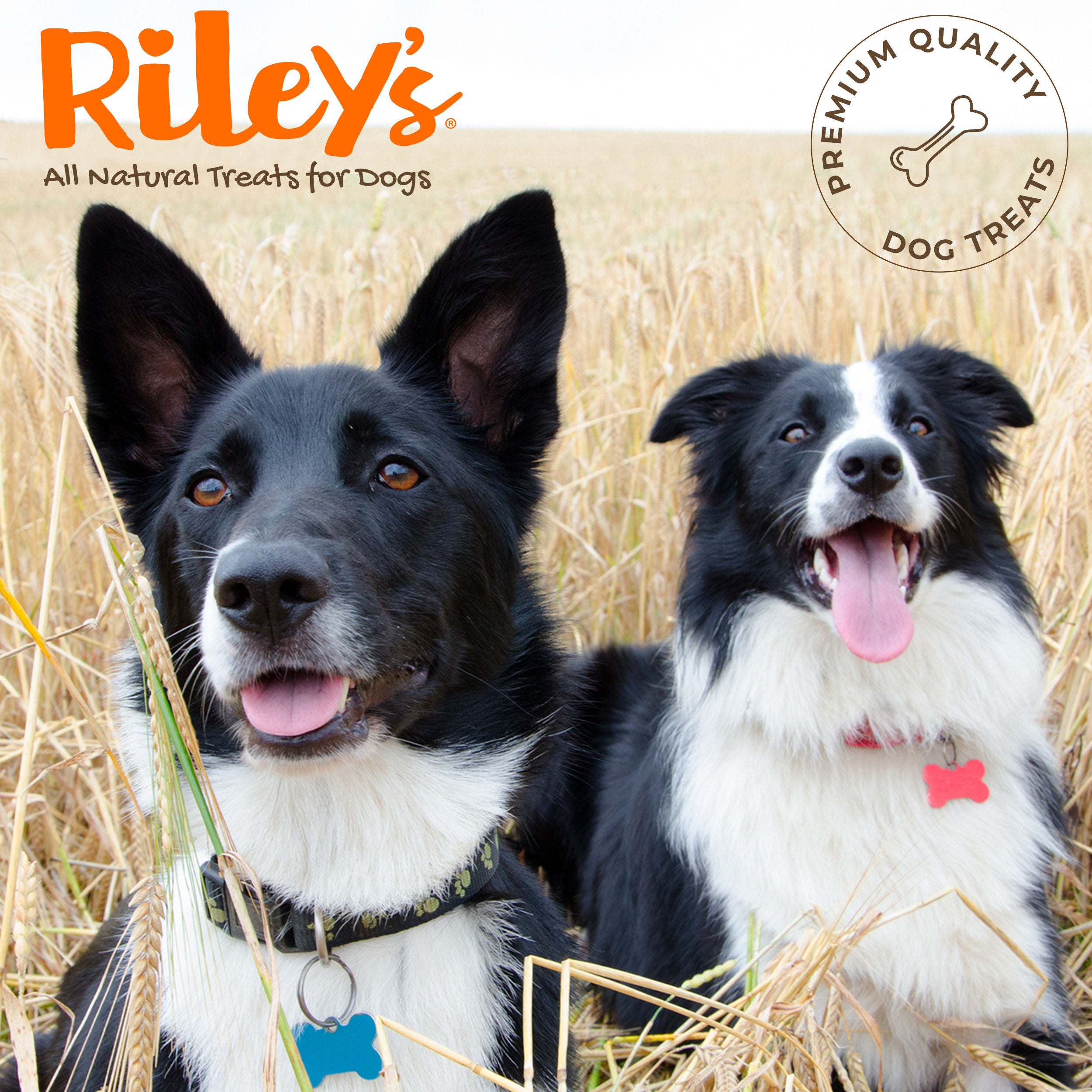 6-collies.jpg